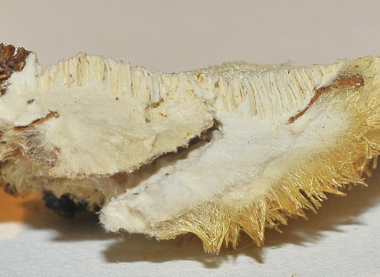 Aphyllophorales dal bosco di faggio